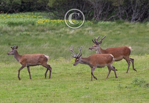 Group of Red Stags in Velvet DM1112